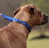 Coastal Pet Natural Control Training Collar Blue