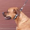 Coastal Pet Natural Control Training Collar Gray